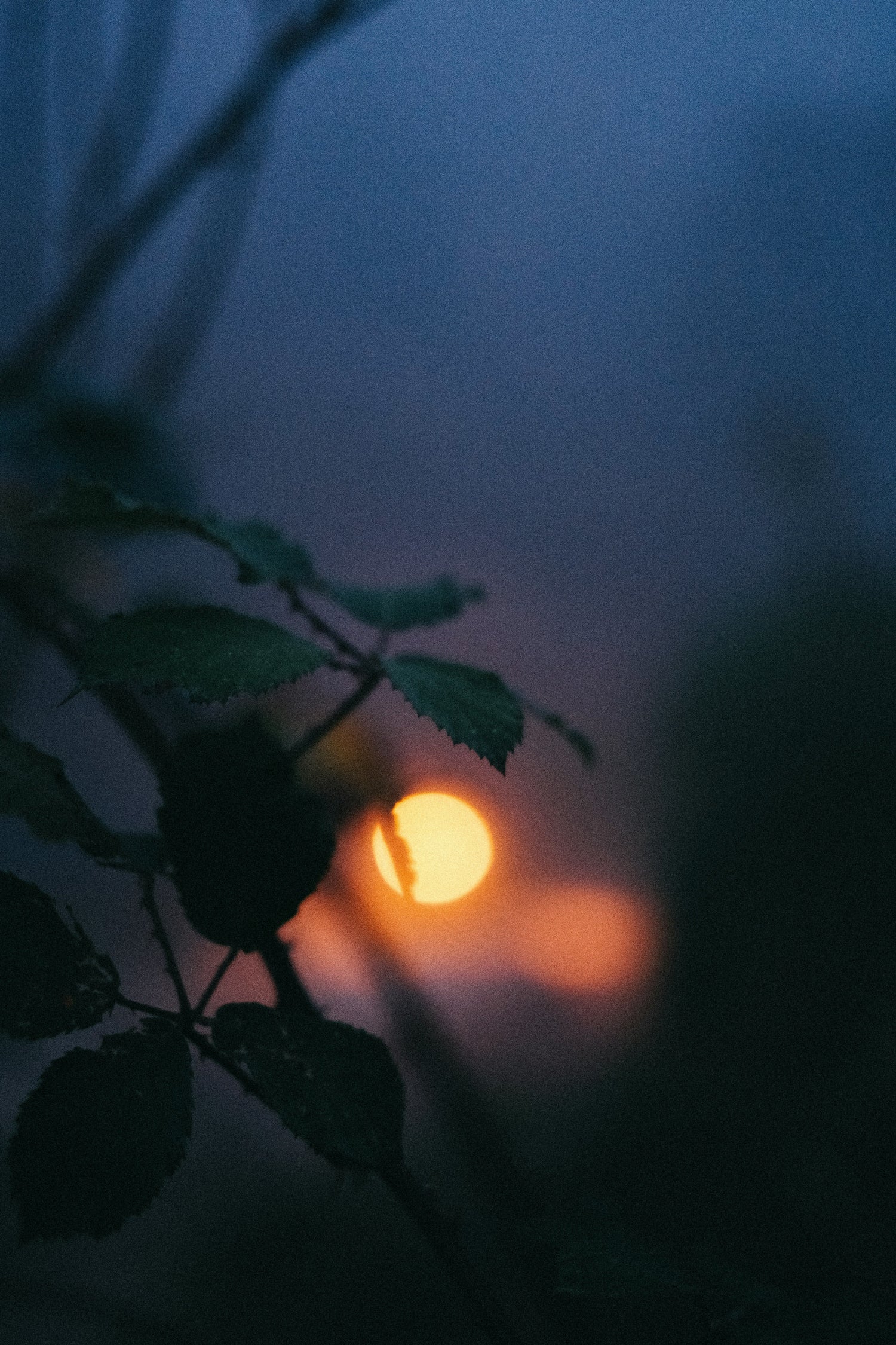 AW25-26 SELENE COLLECTION